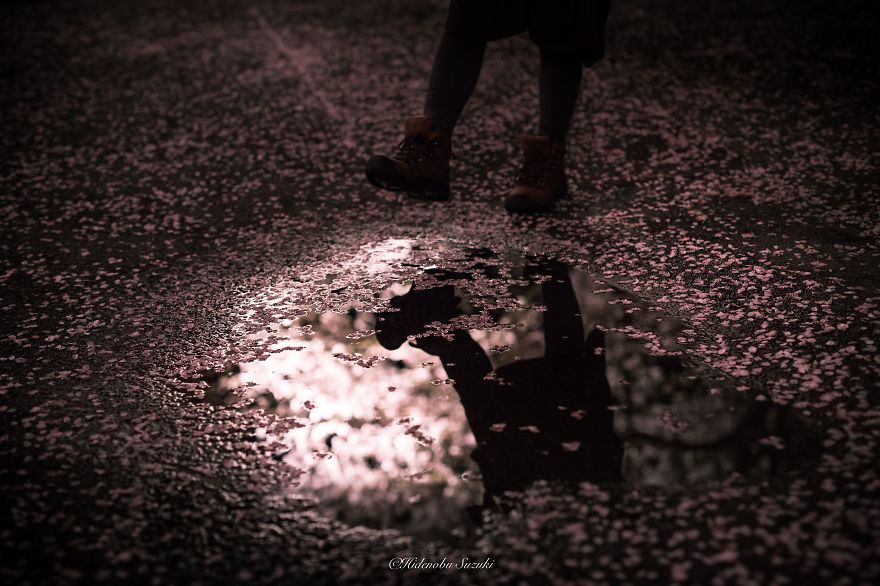 I Took Pictures Of The Amazing Sakura Bloom In Japan I Took Pictures Of The Amazing Sakura Bloom In Japan