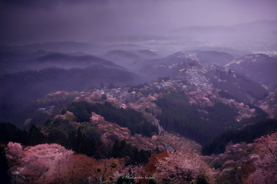 I Took Pictures Of The Amazing Sakura Bloom In Japan
