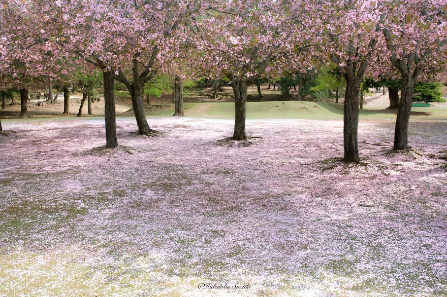 I Took Pictures Of The Amazing Sakura Bloom In Japan