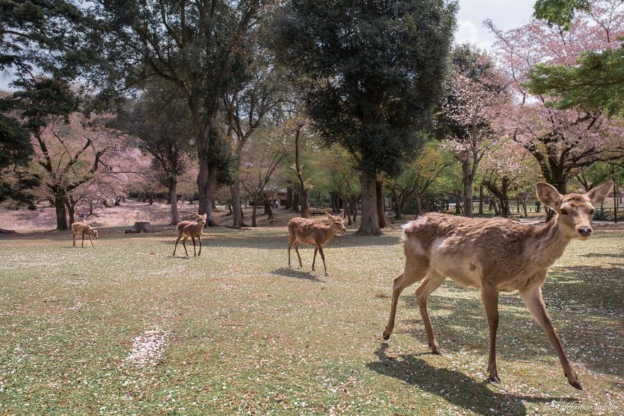 I Took Pictures Of The Amazing Sakura Bloom In Japan I Took Pictures Of The Amazing Sakura Bloom In Japan