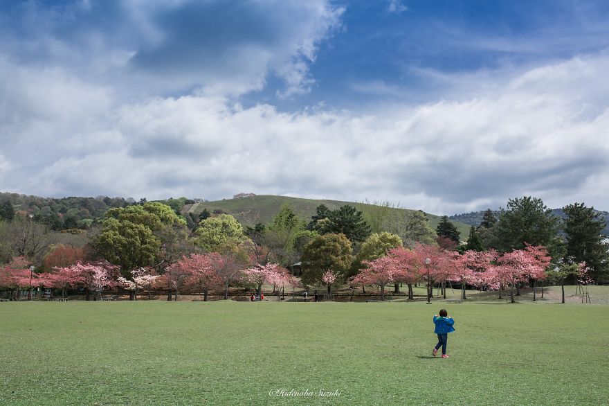 I Took Pictures Of The Amazing Sakura Bloom In Japan