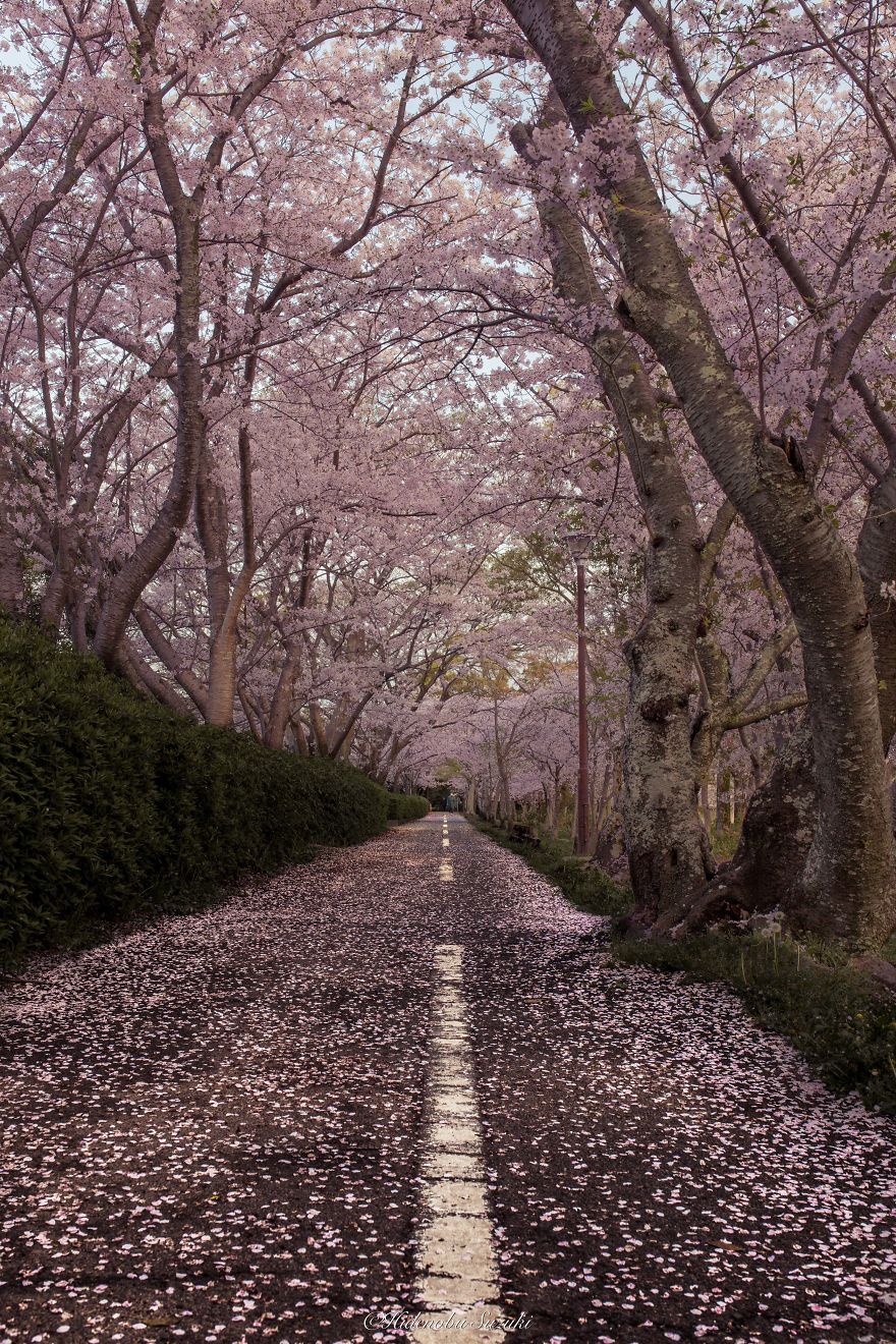 I Took Pictures Of The Amazing Sakura Bloom In Japan