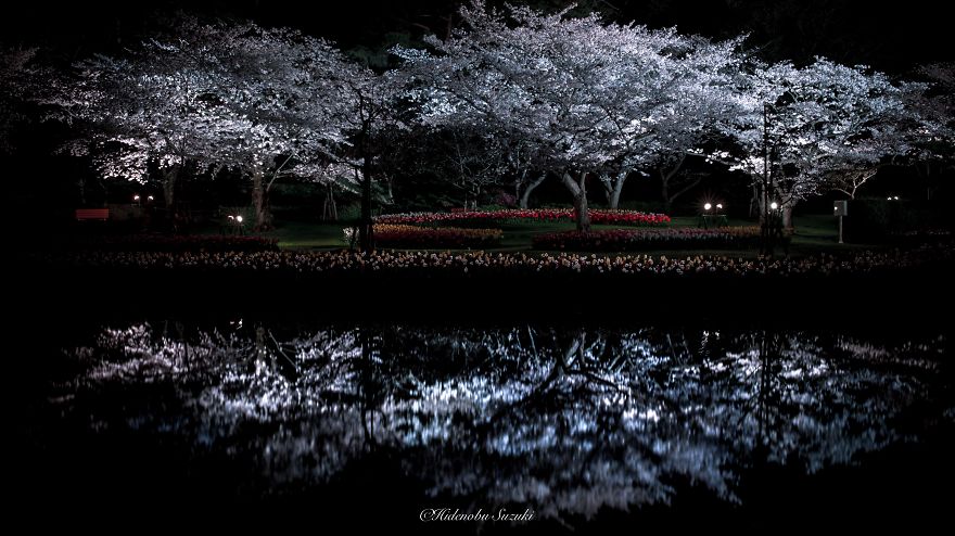 I Took Pictures Of The Amazing Sakura Bloom In Japan