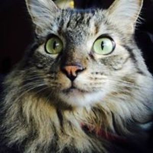 caseymgrieves avatar