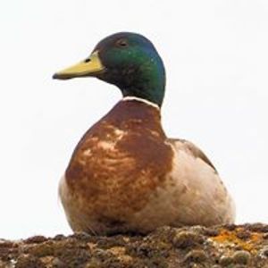 martin_hollands avatar