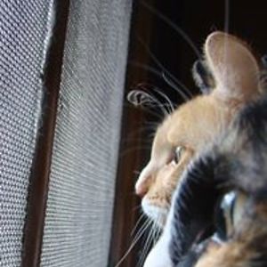 panth_bhagirathy avatar