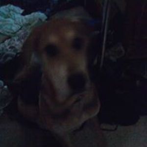 warcraftwidow avatar