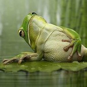 alison_adams_nz avatar