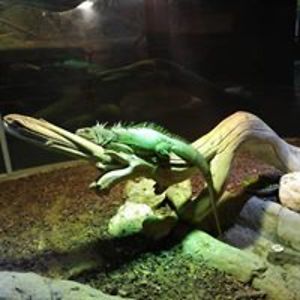 allensotingco avatar