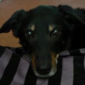 katofnightphoenix avatar