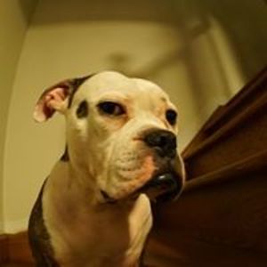 day_of_the_tentacle avatar