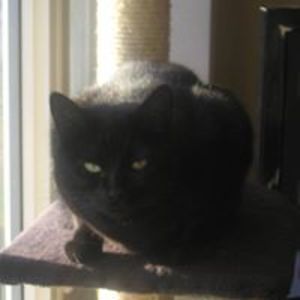 bebetiger2011 avatar