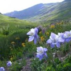 livvy_mcmahill avatar