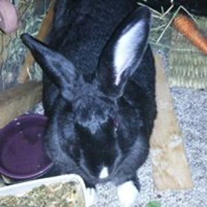 bennersbunnies avatar