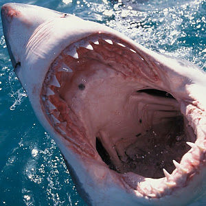 rhyangravante avatar