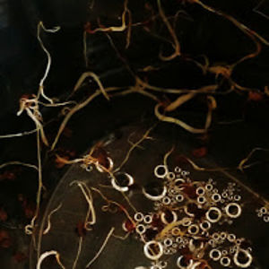 allancarpenter avatar