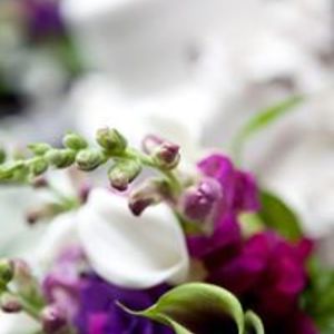 theblackorchid avatar