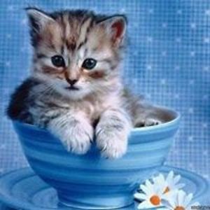 cynseer51ter12 avatar