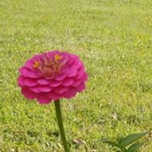 karenlcowell17 avatar