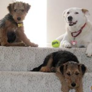 floggingwally1 avatar