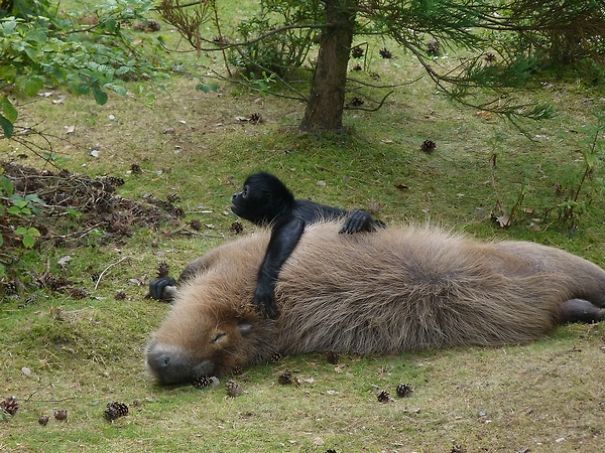 A capybara lying on grass with a small monkey resting on its back, showcasing friendly animal interactions.
