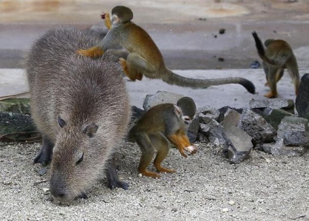 Capybara with playful monkeys, showcasing friendly behavior among unlikely animal companions.