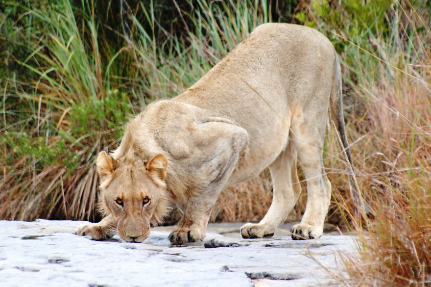 My Photographic Journey - Wildlife Of South Africa