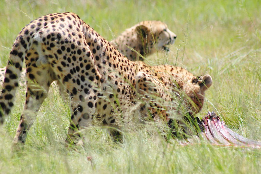 My Photographic Journey - Wildlife Of South Africa