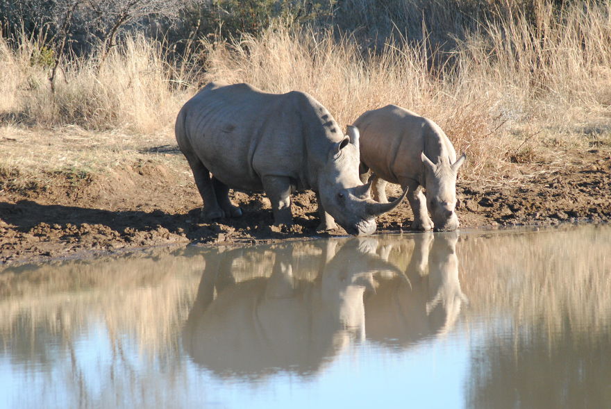 My Photographic Journey - Wildlife Of South Africa My Photographic Journey - Wildlife Of South Africa