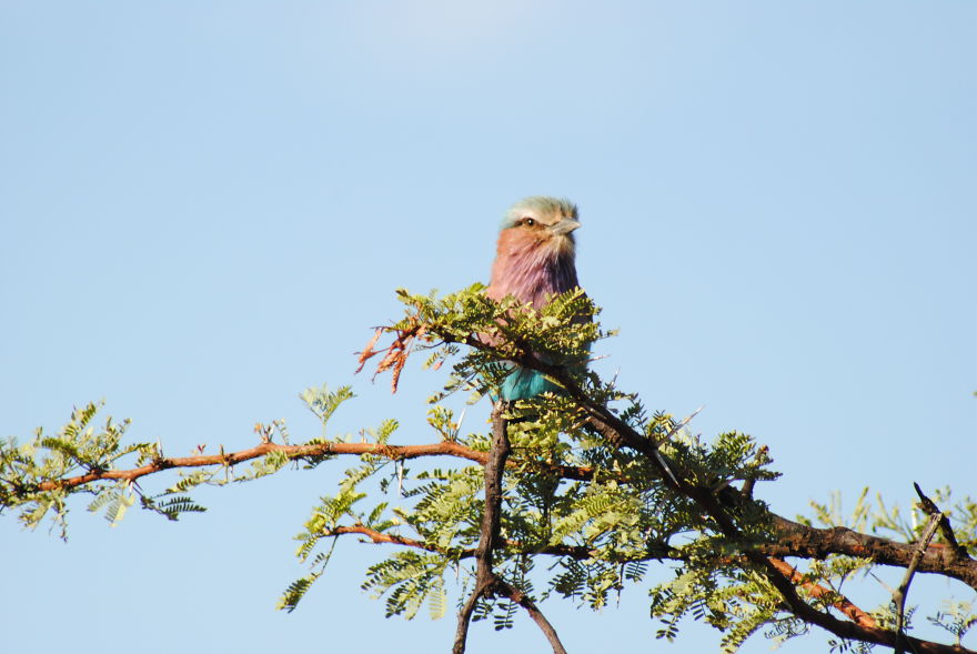 My Photographic Journey - Wildlife Of South Africa