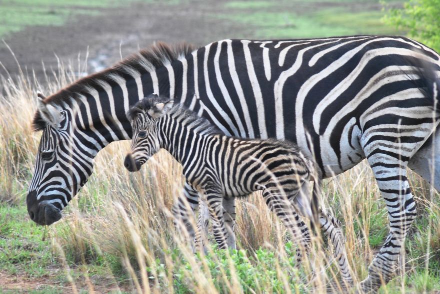 My Photographic Journey - Wildlife Of South Africa My Photographic Journey - Wildlife Of South Africa