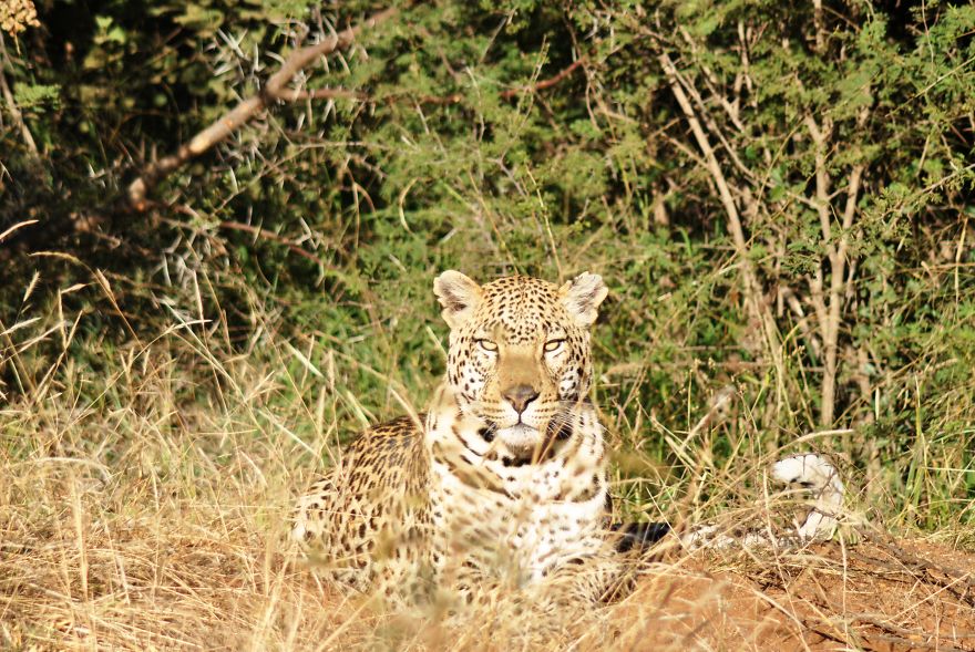 My Photographic Journey - Wildlife Of South Africa My Photographic Journey - Wildlife Of South Africa