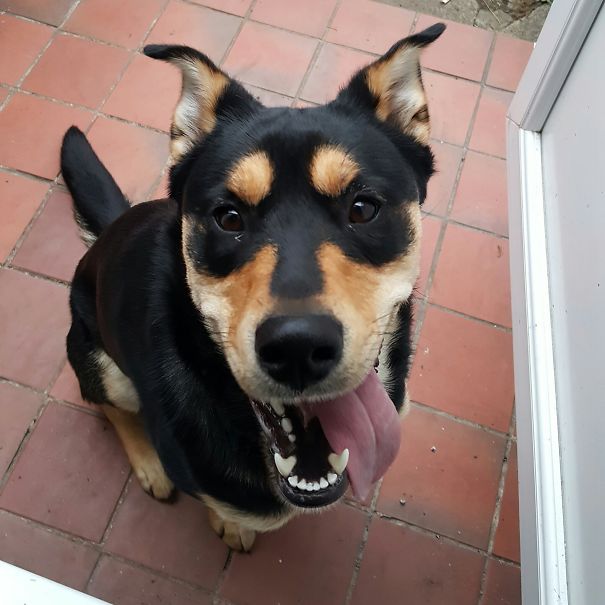 Phoenix The Rottsky ????