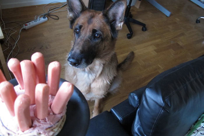 Aqua Getting A Liverwurst/sausage Birthday Cake.