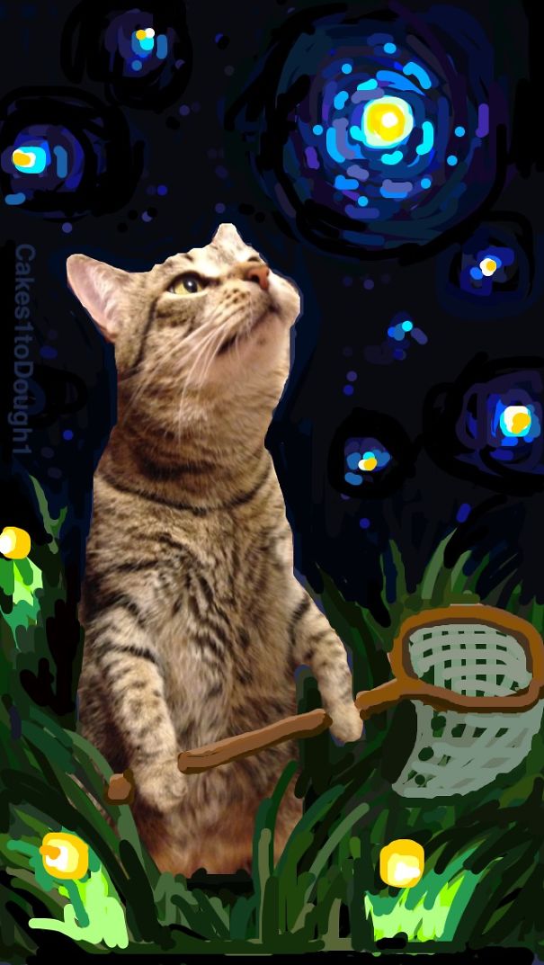 Snapchat + Cats = Snapcats