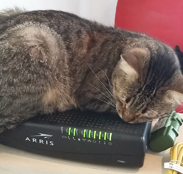 Warm Modem And My Cat: Best Friends !