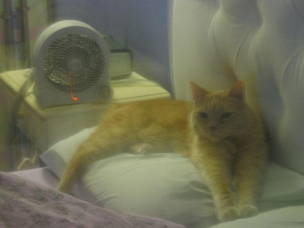 Heater On High? Check. Stretched Out On Mom's Pillow? Check.