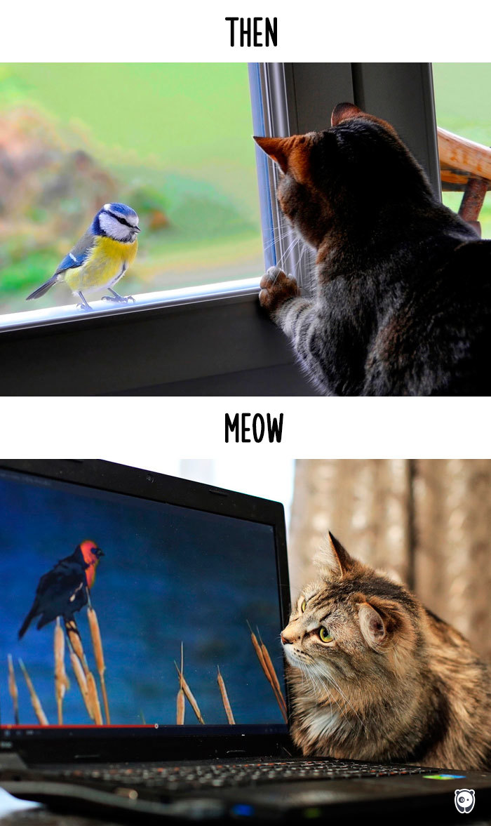 Bird Watching