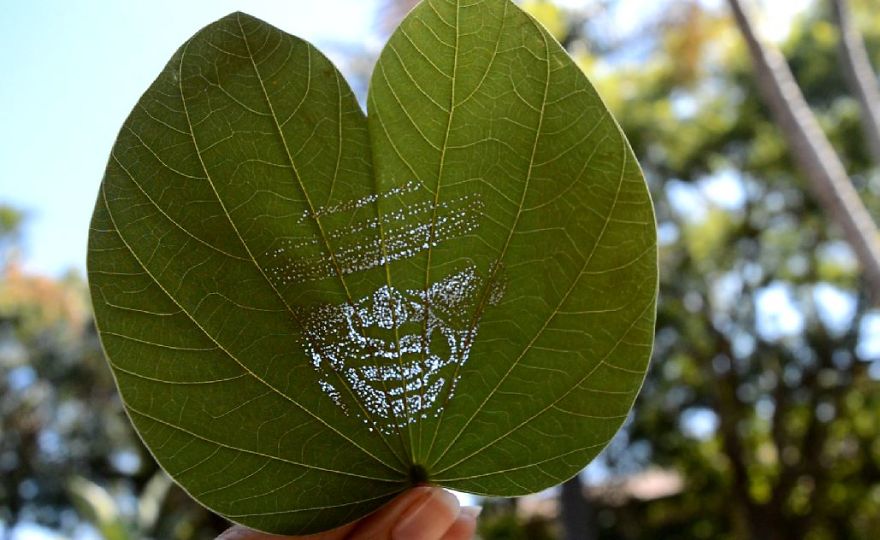 I Create Detailed Portraits On Leaves By Making Tiny Holes