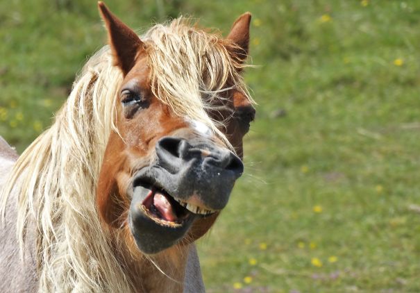 Happy Horse