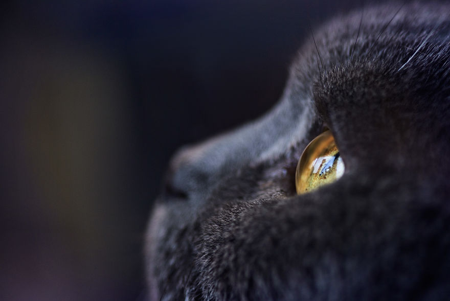 I Take Portraits Of Cats Showing Their Unique Characters