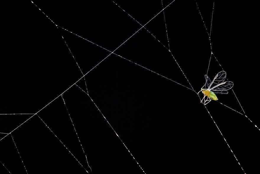 I Photograph Small Animals That Are Usually Overlooked