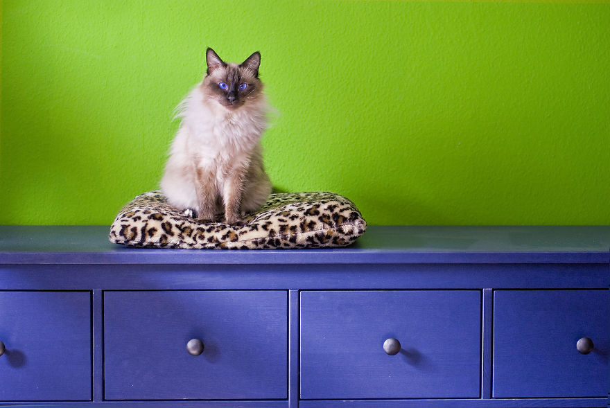 I Take Portraits Of Cats Showing Their Unique Characters