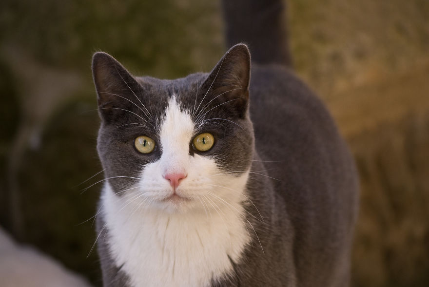 I Take Portraits Of Cats Showing Their Unique Characters