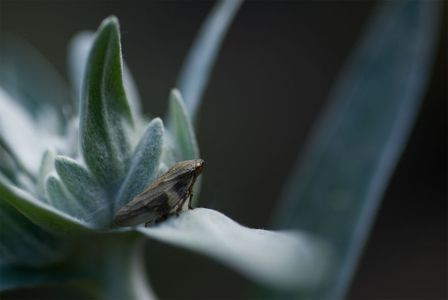 I Photograph Small Animals That Are Usually Overlooked