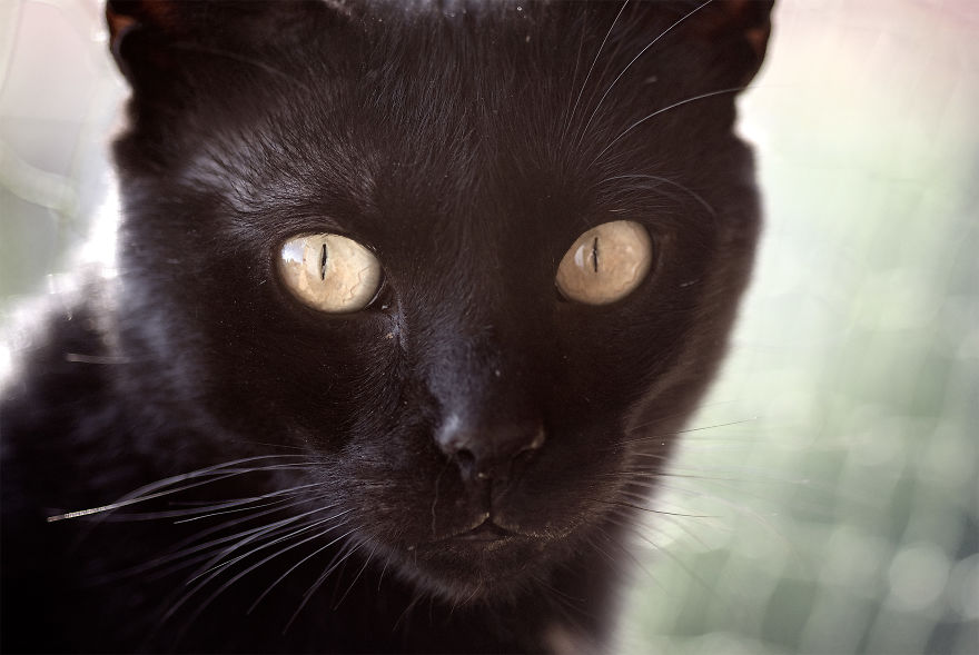 I Take Portraits Of Cats Showing Their Unique Characters