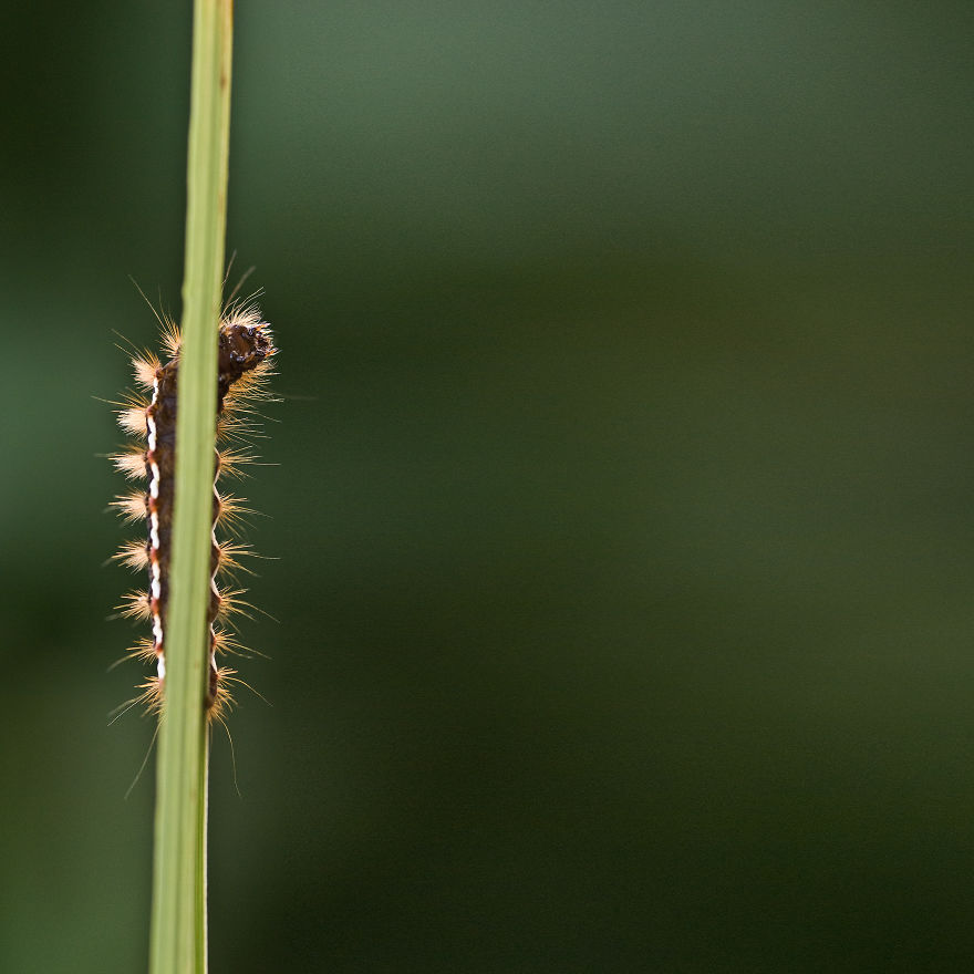 I Photograph Small Animals That Are Usually Overlooked