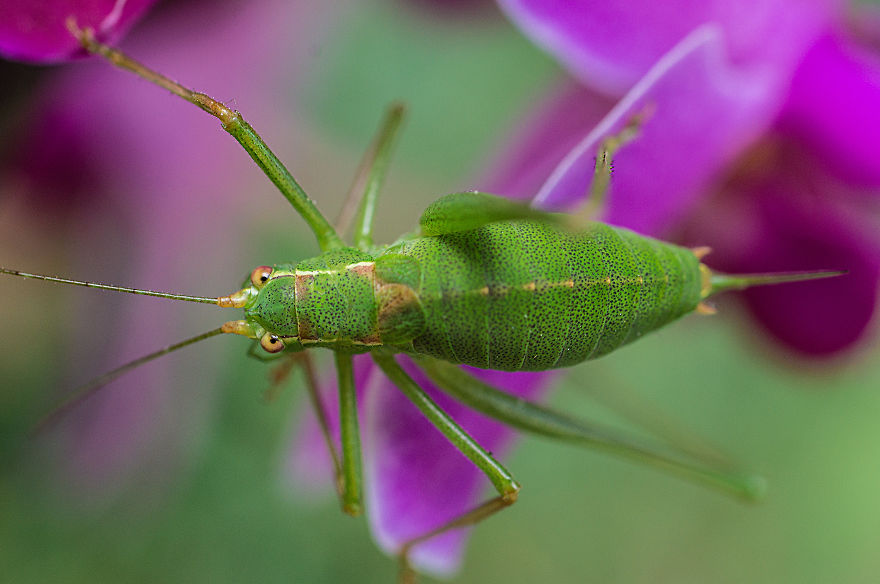 I Photograph Small Animals That Are Usually Overlooked
