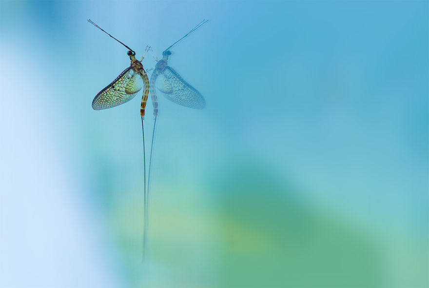 I Photograph Small Animals That Are Usually Overlooked