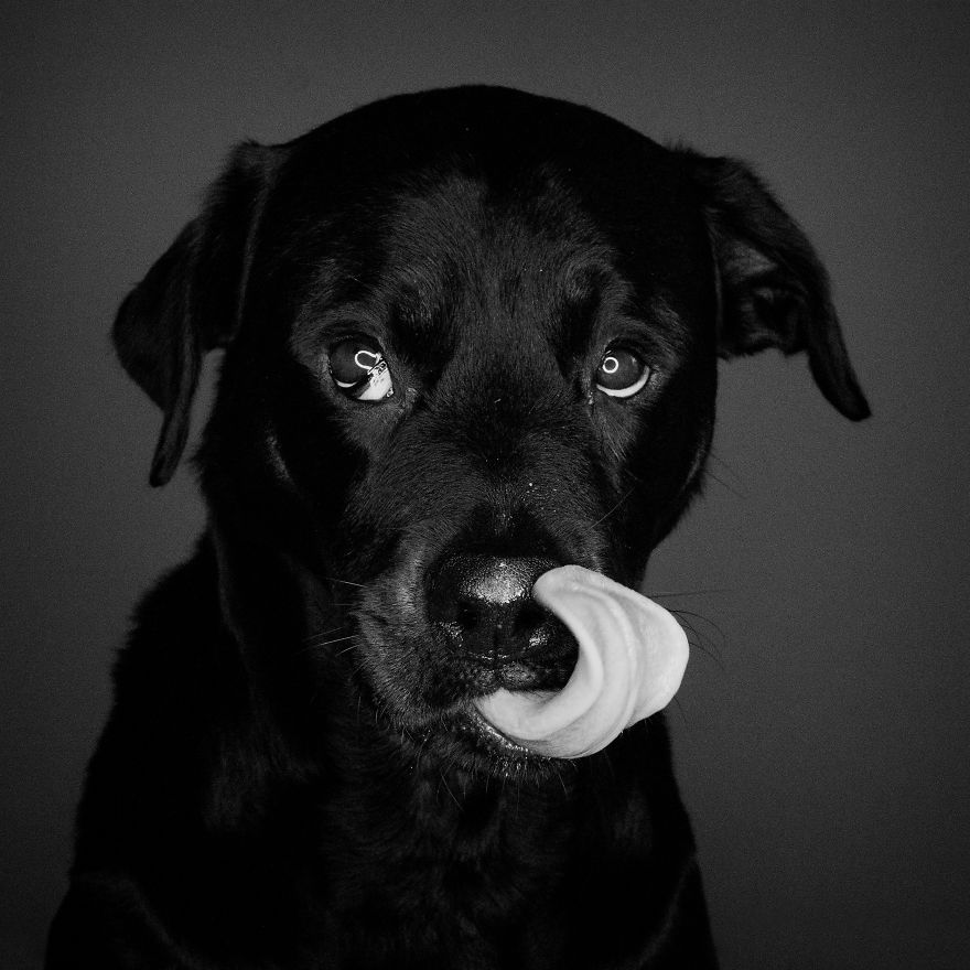 I Photographed My Dog In Anticipation Of Food